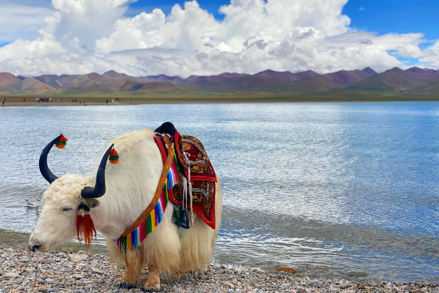 8 Of The Top Things To Do In Laid-Back Tibet,China